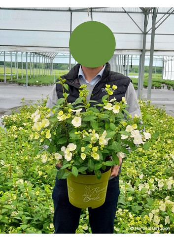 HYDRANGEA RUNAWAY BRIDE En pot de 5-7 litres