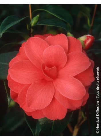 CAMELLIA japonica IL TRAMONTO