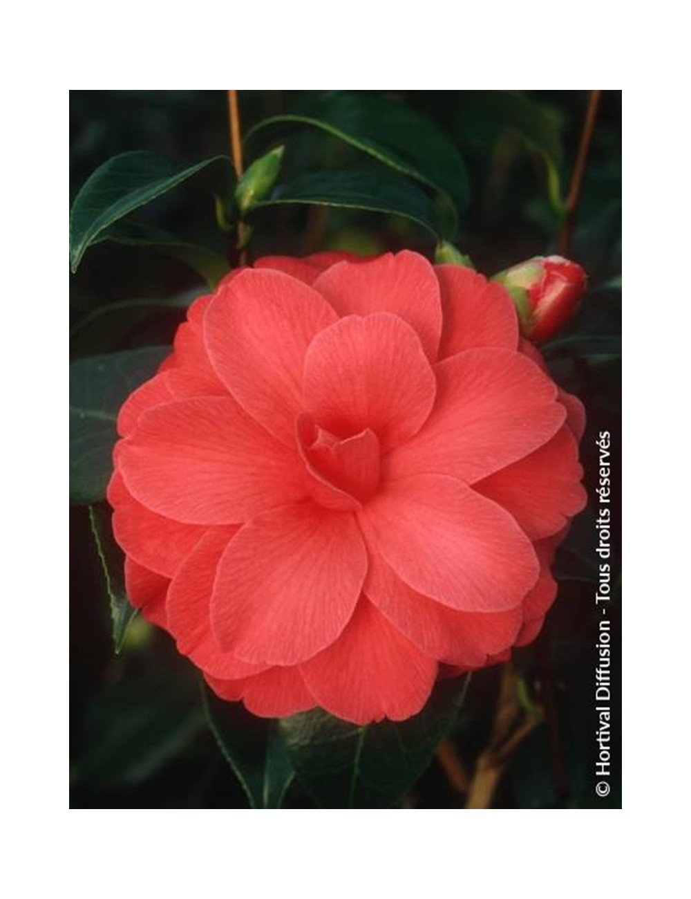 CAMELLIA japonica IL TRAMONTO