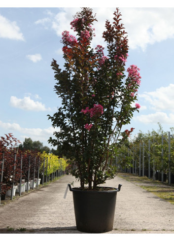 LAGERSTROEMIA En pot de 70-90 litres forme buisson