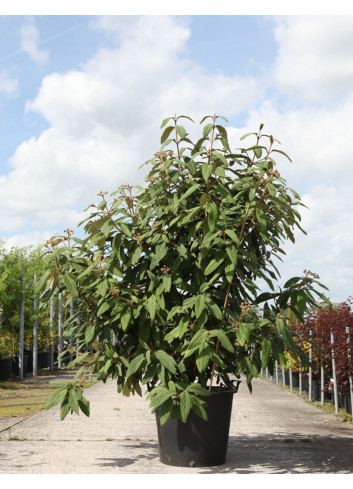 VIBURNUM RHYTIDOPHYLLUM En pot de 70-90 litres