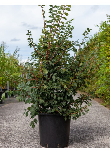 ULMUS minor SUBEROSA En pot de 30-35- litres forme buisson hauteur 125-150 cm