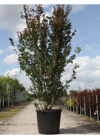 LAGERSTROEMIA En pot de 90-110 litres forme buisson