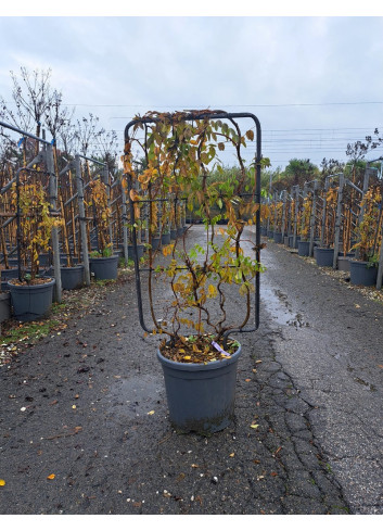 WISTERIA En pot de 15-20 litres forme espalier hauteur totale y compris le pot 110 cm - largeur 060 cm