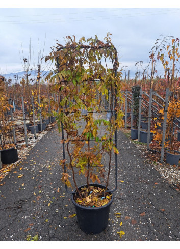 WISTERIA En pot de 35-50 litres forme espalier hauteur 150 cm - largeur 55 cm