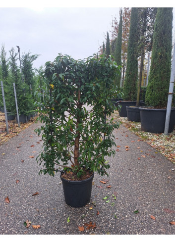 PRUNUS lusitanica En pot de 15-20 litres forme espalier hauteur totale y compris le pot 110 cm - largeur 060 cm