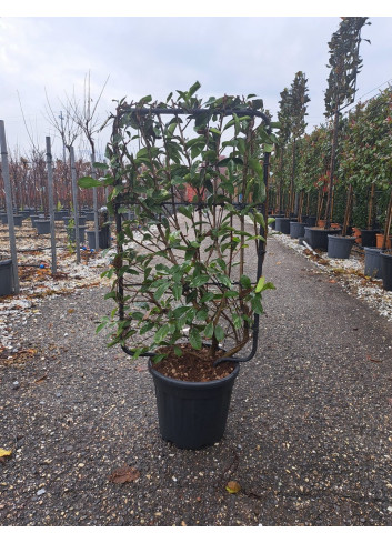 PHOTINIA fraseri PINK MARBLE® En pot de 15-20 litres forme espalier hauteur totale y compris le pot 110 cm - largeur 060 cm