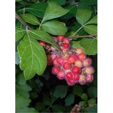 RHUS aromatica GRO-LOW NOBLE