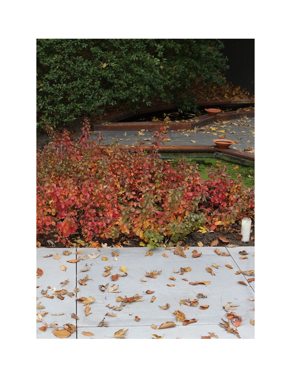 RHUS aromatica GRO-LOW NOBLE