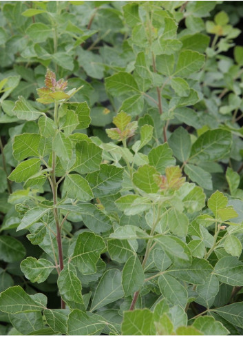 RHUS aromatica GRO-LOW NOBLE