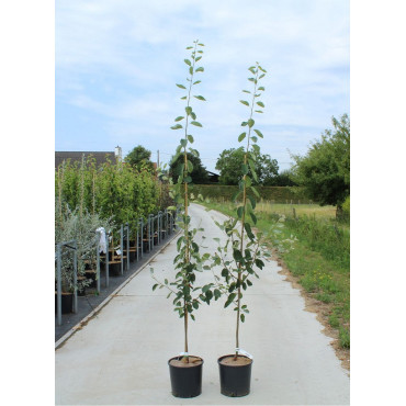 AMELANCHIER LAMARCKII En pot de 12-15 litres forme baliveau