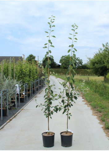 AMELANCHIER LAMARCKII En pot de 12-15 litres forme baliveau