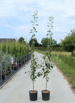 AMELANCHIER LAMARCKII En pot de 12-15 litres baliveau hauteur 150-175 cm