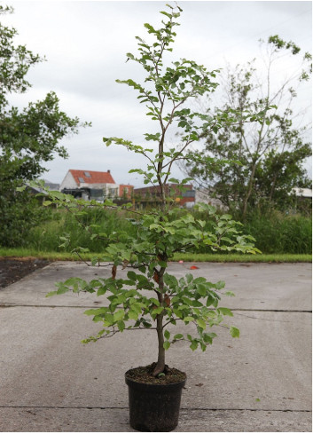 FAGUS sylvatica En pot de 7-10 litres-forme baliveau