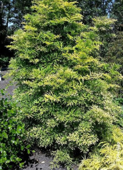 SAMBUCUS nigra GOLDEN TOWER