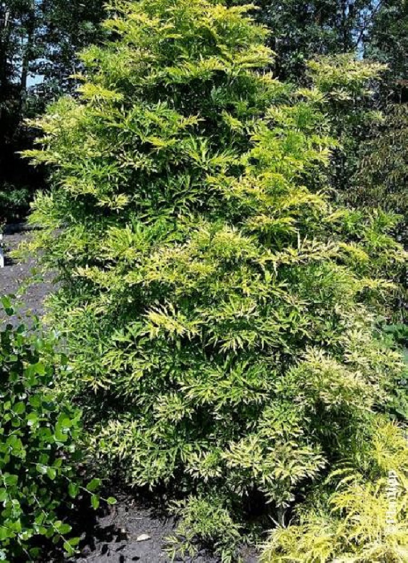 SAMBUCUS nigra GOLDEN TOWER