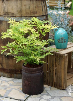 SAMBUCUS nigra GOLDEN TOWER