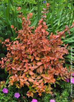 ABELIA CARAMEL CHARM