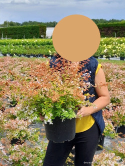 ABELIA CARAMEL CHARM En pot de 10-12 litres buisson diamètre 050-060 cm