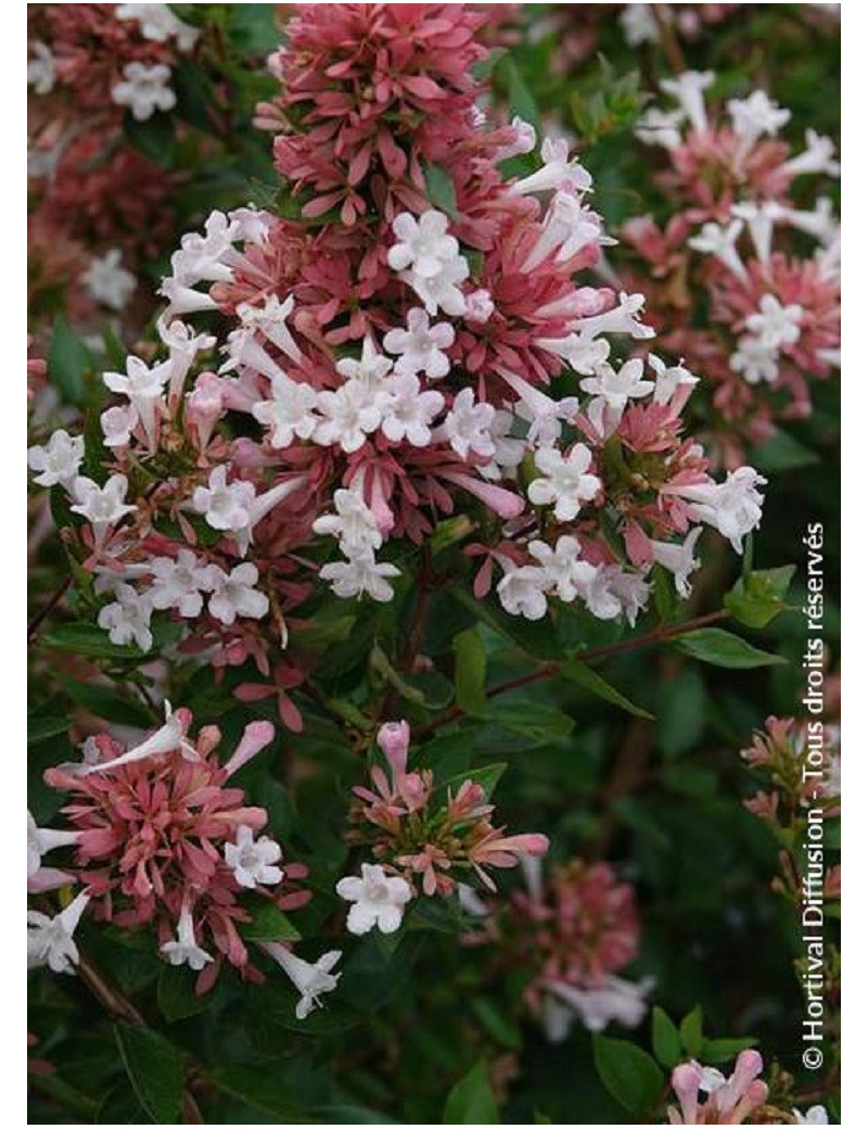 ABELIA AUTUMN FESTIVAL ABELIA AUTUMN FESTIVAL