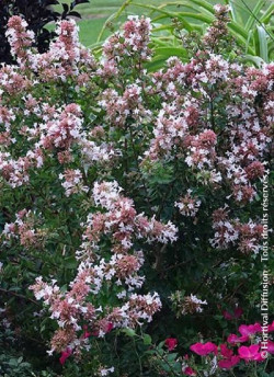 ABELIA AUTUMN FESTIVAL