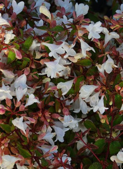 abelia-a-grandes-fleurs-cristal-charm-abelia-grandiflora-cristal-charm-1.jpg