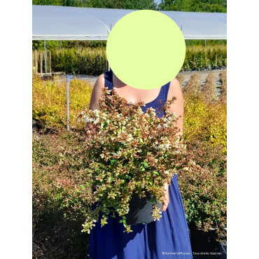 ABELIA CRISTAL CHARM En pot de 4-5 litres buisson diamètre 030-040 cm