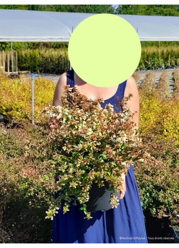 ABELIA CRISTAL CHARM En pot de 4-5 litres buisson diamètre 030-040 cm