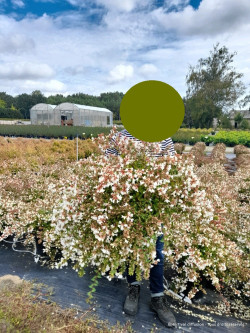 abelia-a-grandes-fleurs-cristal-charm-abelia-grandiflora-cristal-charm-4.jpg