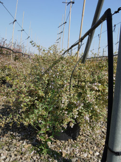ABELIA HOPLEYS VARIEGATA En pot de 15-20 litres buisson diamètre 060-080 cm