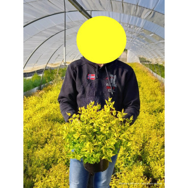 ABELIA KALEIDOSCOPE En pot de 4-5 litres buisson diamètre 030-040 cm
