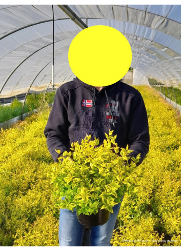 ABELIA KALEIDOSCOPE En pot de 4-5 litres buisson diamètre 030-040 cm