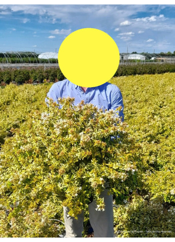 ABELIA KALEIDOSCOPE En pot de 10-12 litres buisson diamètre 060-080 cm