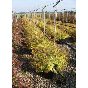 ABELIA KALEIDOSCOPE En pot de 15-20 litres buisson diamètre 080-100 cm