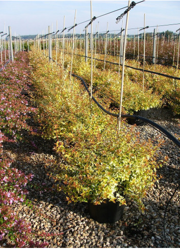 ABELIA KALEIDOSCOPE En pot de 15-20 litres buisson diamètre 080-100 cm