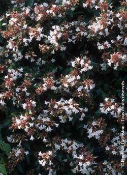 abelia-a-grandes-fleurs-semperflorens-abelia-grandiflora-semperflorens.jpg