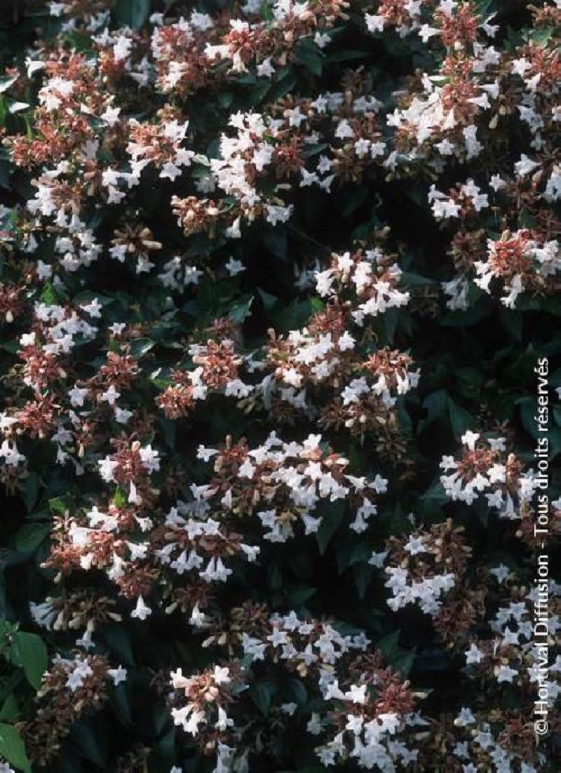 ABELIA SEMPERFLORENS