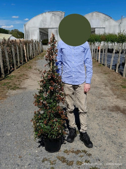 ABELIA SEMPERFLORENS En pot de 10-12 litres buisson hauteur 040-060 cm