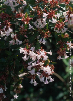 abelia-a-grandes-fleurs-semperflorens-abelia-grandiflora-semperflorens-2.jpg