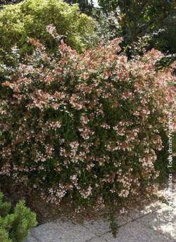 abelia-a-grandes-fleurs-semperflorens-abelia-grandiflora-semperflorens-1.jpg