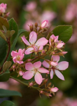 RHAPHIOLEPIS indica SPRINGTIME