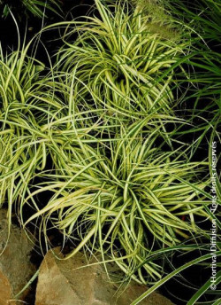 laiche-doshima-evergold-carex-oshimensis-evergold-1.jpg