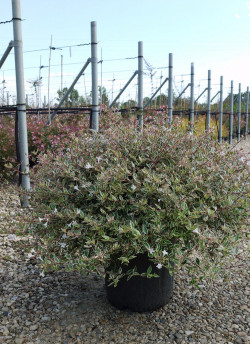 ABELIA CONFETTI En pot de 15-20 litres buisson diamètre 060-080 cm