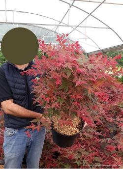 ACER palmatum DESHOJO En pot de 10-12 litres buisson hauteur 060-080 cm