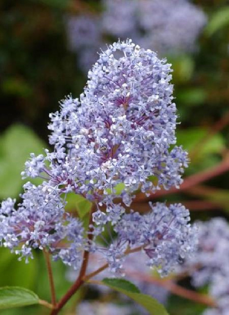 ceanothe-gloire-de-versailles-ceanothus-delilianus-gloire-de-versailles.jpg