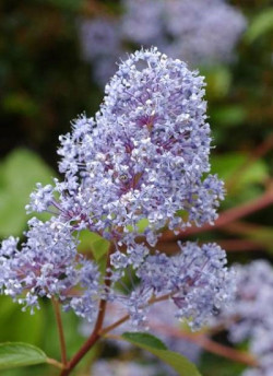 ceanothe-gloire-de-versailles-ceanothus-delilianus-gloire-de-versailles.jpg
