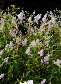 ceanothe-gloire-de-versailles-ceanothus-delilianus-gloire-de-versailles-2.jpg