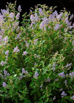 ceanothe-gloire-de-versailles-ceanothus-delilianus-gloire-de-versailles-1.jpg