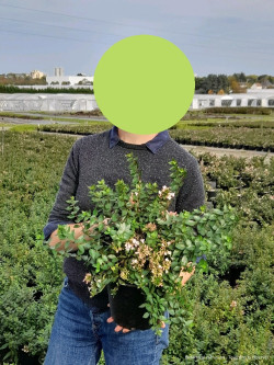 ABELIA AUTUMN FESTIVAL En pot de 4-5 litres buisson diamètre 030-040 cm