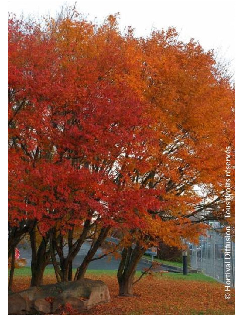 ACER palmatum (Érable du Japon)